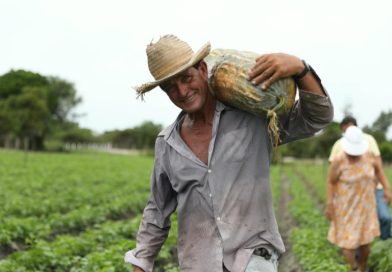 Safra de abóboras grandes chama a atenção em São João da Barra Safra de abóboras grandes chama a atenção em São João da Barra